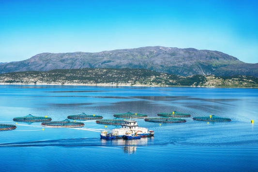 Fiskevelferdskurs